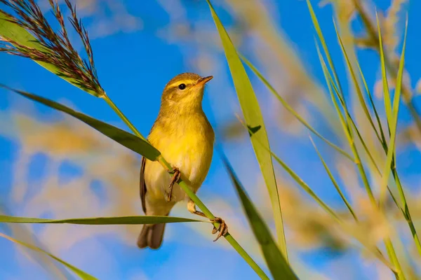 Nature Little Bird Natural Background — Stock Photo, Image
