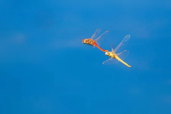 Libellenfoto Hintergrund Der Grünen Natur — Stockfoto