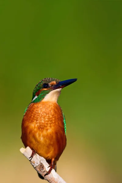 Roztomilý Barevný Pták Kingfisher Žluté Přírodní Pozadí Kingfisher Alcedo Atit — Stock fotografie