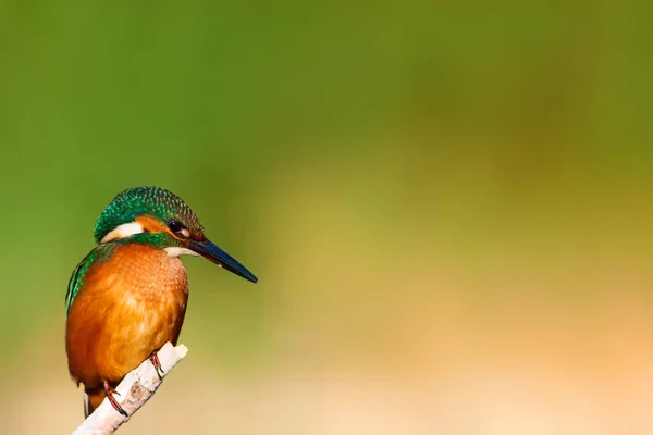 Cute Colorful Bird Kingfisher Yellow Nature Background Common Kingfisher Alcedo — Stock Photo, Image