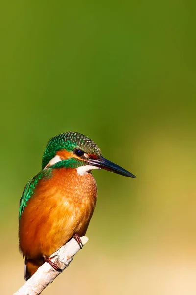 Söt Färgglada Fågel Kungsfiskare Gul Natur Bakgrund Vanliga Kungsfiskare Alcedo — Stockfoto