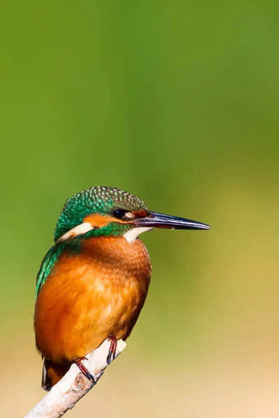 Söt Färgglada Fågel Kungsfiskare Gul Natur Bakgrund Vanliga Kungsfiskare Alcedo — Stockfoto