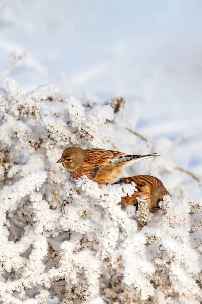 Natur Und Kleiner Vogel Natürlicher Hintergrund — Stockfoto
