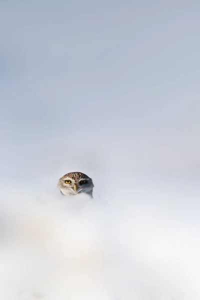 猫头鹰和自然 雪背景 和小猫头鹰 小猫头鹰阿塞内诺图阿 — 图库照片