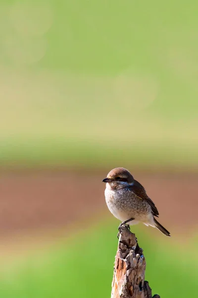 Natur Und Kleiner Vogel Natürlicher Hintergrund — Stockfoto