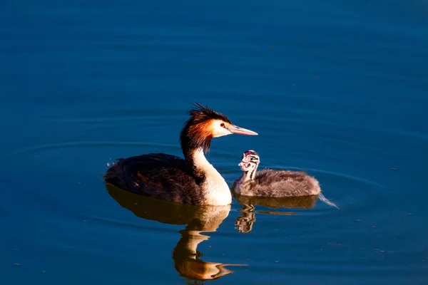 Büyük Tepeli Grebe Doğa Kuş Doğa Arka Plan Kuş Büyük — Stok fotoğraf