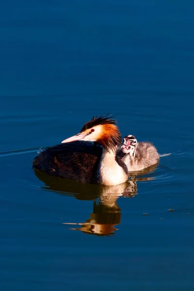Great Crested Grebe. Nature and bird. Water nature background. Bird: Great Crested Grebe. Podiceps cristatus.