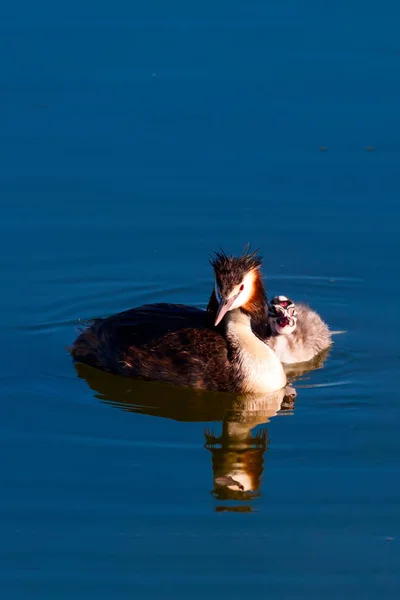 Great Crested Grebe. Nature and bird. Water nature background. Bird: Great Crested Grebe. Podiceps cristatus.