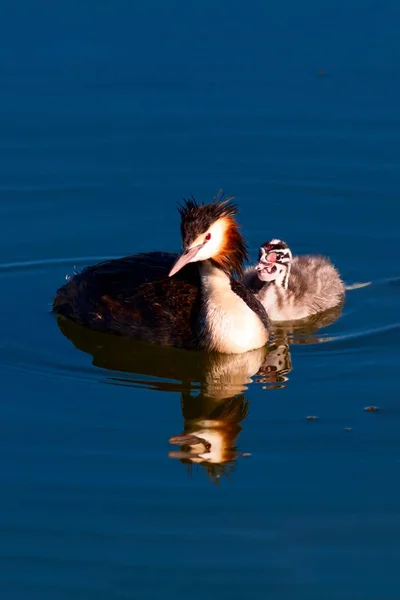 Great Crested Grebe. Nature and bird. Water nature background. Bird: Great Crested Grebe. Podiceps cristatus.