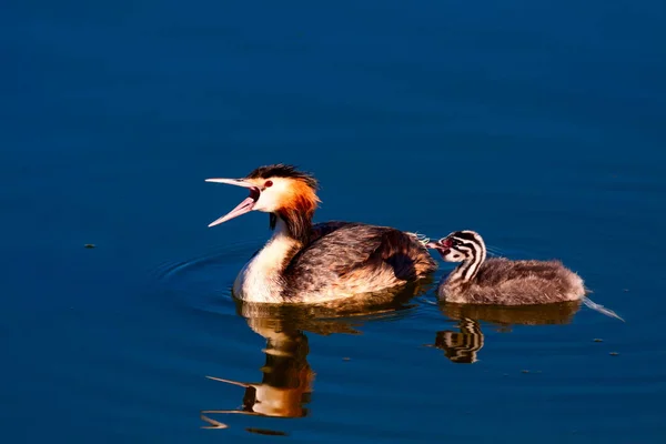 Büyük Tepeli Grebe Doğa Kuş Doğa Arka Plan Kuş Büyük — Stok fotoğraf