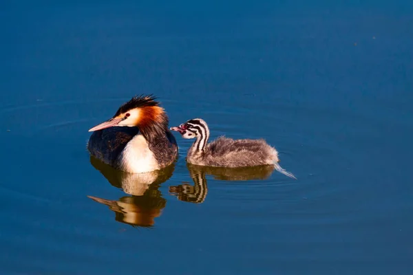 Stor Crested Doppade Natur Och Fågel Vatten Natur Bakgrund Fågel — Stockfoto