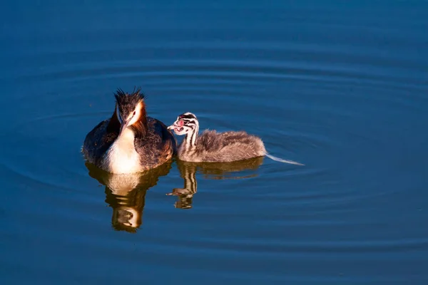 Great Crested Grebe. Nature and bird. Water nature background. Bird: Great Crested Grebe. Podiceps cristatus.