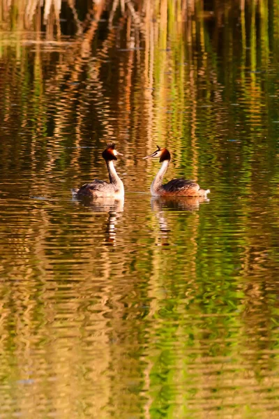 Great Crested Grebe. Nature and bird. Water nature background. Bird: Great Crested Grebe. Podiceps cristatus.