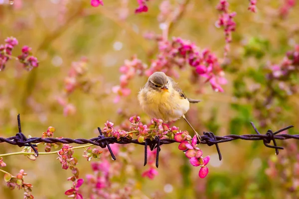 Cute Little Bird Colorful Spring Nature Background Bird Willow Warbler — Stock Photo, Image