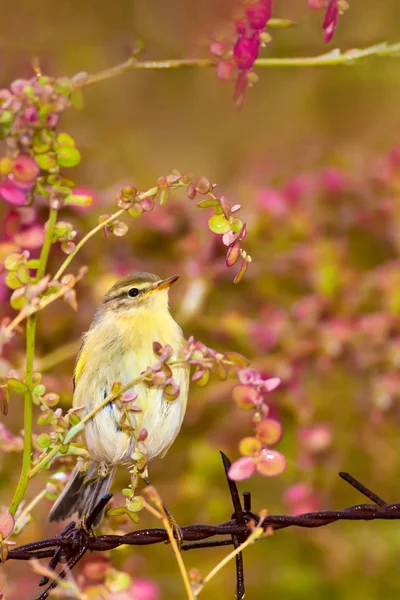 Cute little bird. Colorful spring nature background. Bird: Willow Warbler.