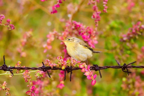 Cute little bird. Colorful spring nature background. Bird: Willow Warbler.