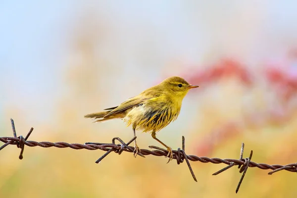 Roztomilá Ptáčku Barevné Pozadí Jaře Pták Willow Warbler — Stock fotografie