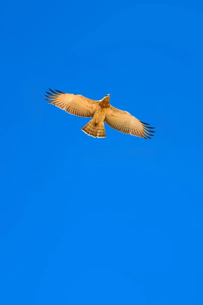 Flying eagle. Short toed Snake Eagle. Circaetus gallicus. Blue sky background.