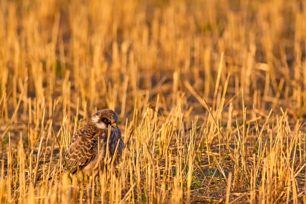 Falcão Pés Vermelhos Falco Vespertinus Fundo Natureza Amarela — Fotografia de Stock