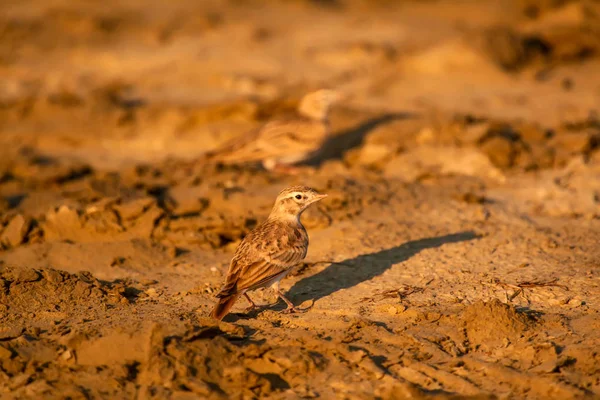 Doğa Küçük Kuş Doğal Arka Plan — Stok fotoğraf