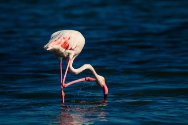 Flamingo ve doğa yaşam alanı. Açık kanatlar. Doğa arka planı. Kuş: Büyük Flamingo. Fenikekopterus roseus.