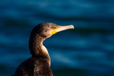 Karabatak. Mavi su arka planı. Kuş: Büyük Karabatak. 