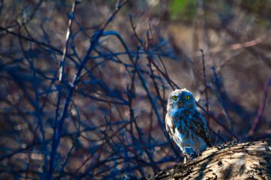 Sevimli küçük baykuş. Kuş: Küçük baykuş Athene noctua. Doğal arka plan.