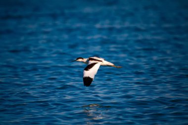 Doğa ve küçük kuş. Doğal arka plan.