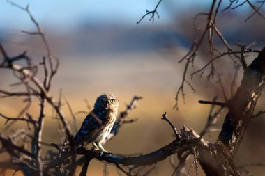 Sevimli küçük baykuş. Kuş: Küçük baykuş Athene noctua. Doğal arka plan.