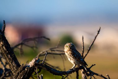 Sevimli küçük baykuş. Kuş: Küçük baykuş Athene noctua. Doğal arka plan.