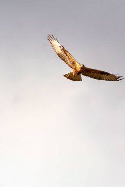 Flying Buzzard. Nature background. Bird: long legged buzzard. clipart