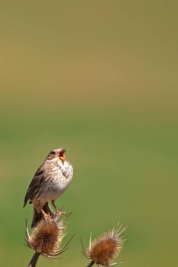 Doğa ve kuş. Doğa habitat arka plan.