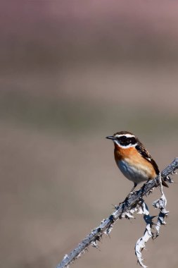 Doğa ve kuş. Doğa habitat arka plan.