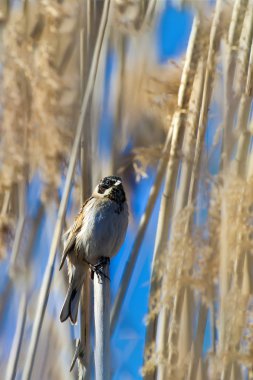 Doğa ve kuş. Doğa habitat arka plan.