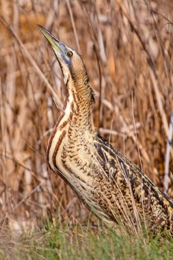 Doğa ve kuş. Doğa habitat arka plan.