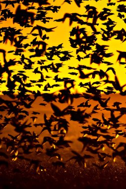 Gün batımı doğası ve uçan kuşlar. Gün batımı doğa arka plan.