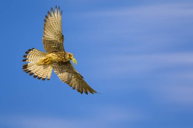 Avile uçan şahin. Mavi gökyüzü arka planı. Kuş: Küçük Kerkenez. Falco naumanni.
