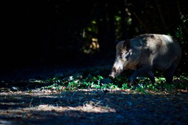 Yaban domuzu. Orman doğa habitat arka plan.