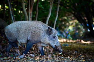 Yaban domuzu. Orman doğa habitat arka plan.