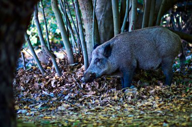 Yaban domuzu. Orman doğa habitat arka plan.