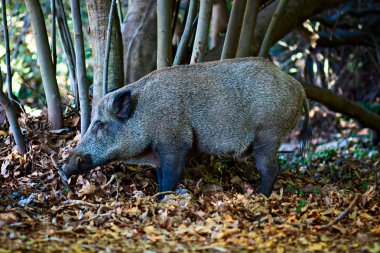 Yaban domuzu. Orman doğa habitat arka plan.