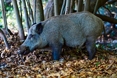 Yaban domuzu. Orman doğa habitat arka plan.