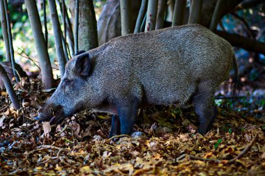 Yaban domuzu. Orman doğa habitat arka plan.