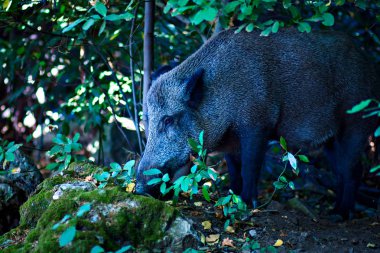 Yaban domuzu. Orman doğa habitat arka plan.