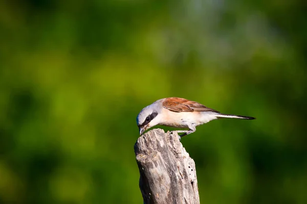 Nature Petit Oiseau Contexte Naturel — Photo