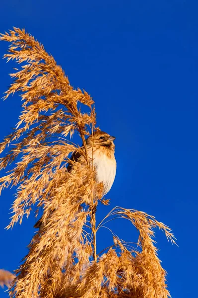 Natura Uccellino Sfondo Naturale — Foto Stock