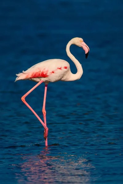 Flamingo ve doğa yaşam alanı. Açık kanatlar. Doğa arka planı. Kuş: Büyük Flamingo. Fenikekopterus roseus.