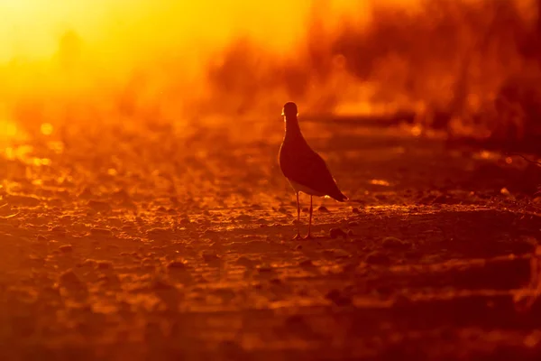 Pájaro Solitario Fondo Naturaleza Atardecer Aves Ruff Philomachus Pugnax — Foto de Stock