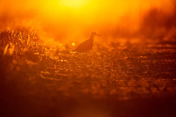 Pájaro Solitario Fondo Naturaleza Atardecer Aves Ruff Philomachus Pugnax — Foto de Stock