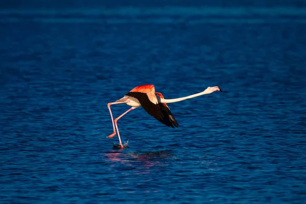 Flamingo Och Natur Habitat Öppna Vingar Natur Bakgrund Fågel Större — Stockfoto